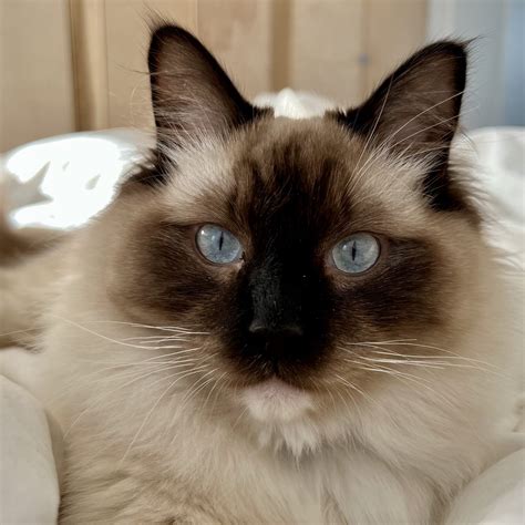 UPDATE: Oliver, the cat mayor of Southie, has been reunited with his ...