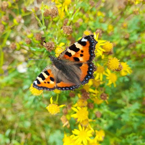 Summer Nature Events - National Parks of Ireland