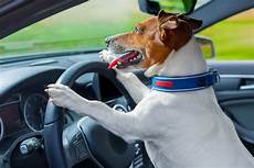 candele auto chion impatient honks car horn candele auto chion impatient honks car horn