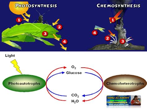 SONU ACADEMY: AUTOTROPHIC NUTRITION-TEXT