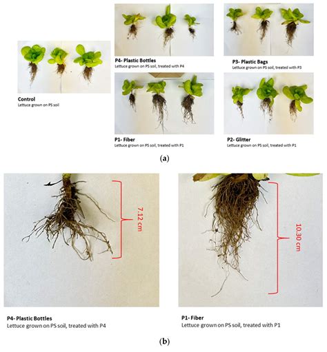Microplastic-Mediated Heavy Metal Uptake in Lettuce (Lactuca sativa L ...