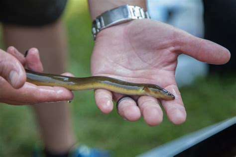 Eels are nearly extinct in the Potomac River. Here’s why we want to ...