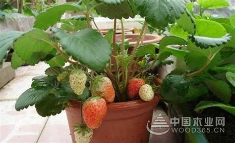 草莓种植的详细步骤-中国木业网