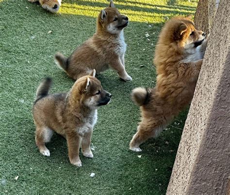 The Irresistible Charm of Shiba Puppies: A Complete Guide