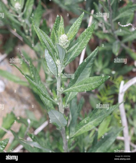 California mugwort (Artemisia douglasiana) Daly City, California, United States Stock Photo - Alamy