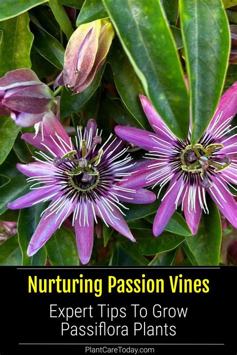 The Ultimate Guide to Harvesting Passion Flower: Maximize Blooms & Benefits