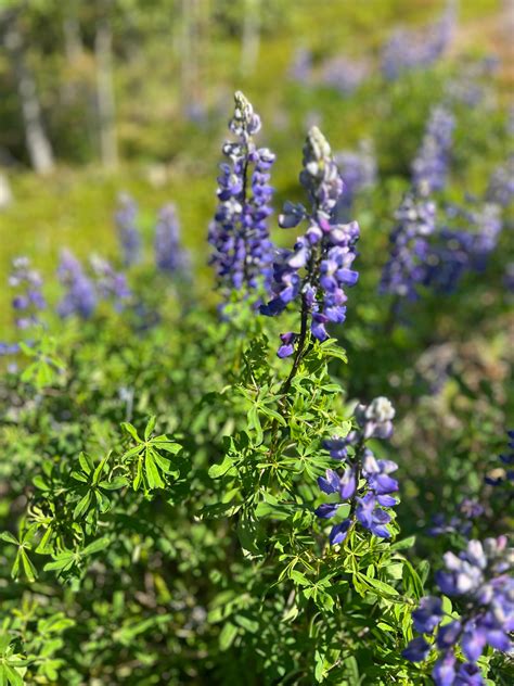 Quartz Creek Campground - RV Campground in Cooper Landing, AK