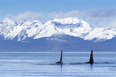Two Male Orca Whales or Killer Whales (Orcinus orca) Surface Near ...