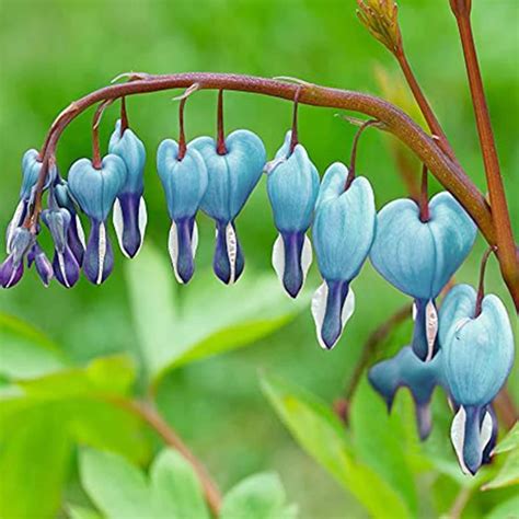 Amazon.com : QAUZUY GARDEN 25 Blue Bleeding Heart Seeds Perennial Heart ...