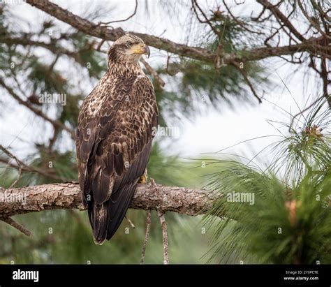 Juvenile Bald Eagle sitting on a tree branch Stock Photo - Alamy