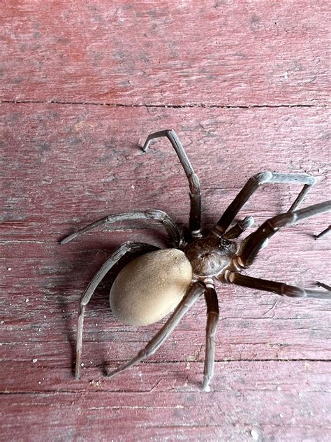 Female Kukulcania hibernalis (Southern House Spider) in Burlington NC ...