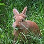 Image result for Bunny Rabbit Teeth