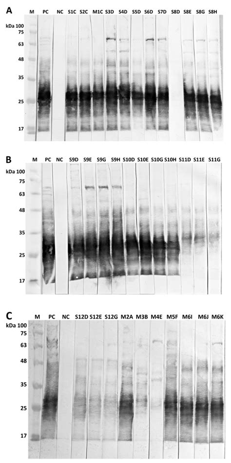 Corynebacterium pseudotuberculosis Infections in Alpacas (Vicugna pacos)