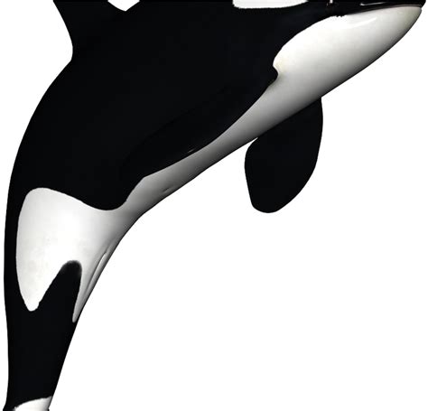 Orca Clip Art - Png Download - Full Size Clipart (#2922427) - PinClipart