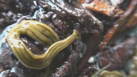 Hammerhead worms: How to kill them and other questions answered | wusa9.com