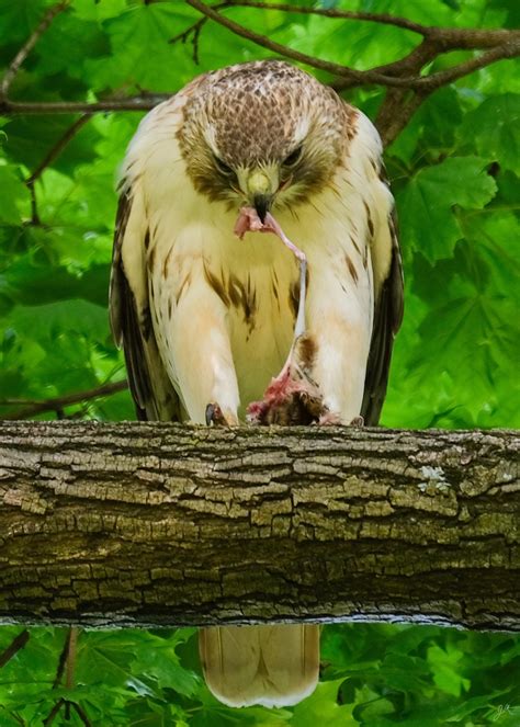 Red Tailed Hawk eats the bones : r/natureismetal