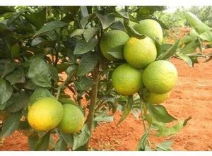 Cloud Farm Sweet Lemon Plant Price in India - Buy Cloud Farm Sweet ...