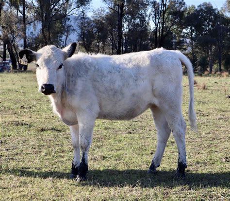 British White Park Cattle