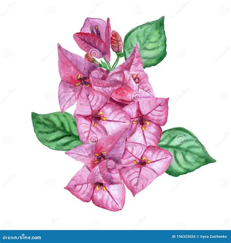 Bougainvillea Flower Drawing Bougainvillea Illustration Images Free