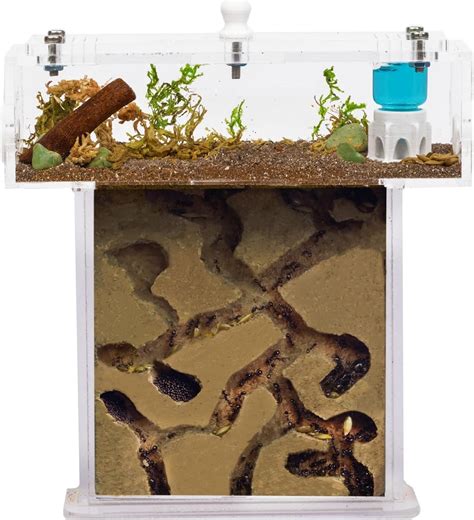 Anthouse.ES - Acrylic Ant Farm Kit Foam in T Mini India | Ubuy