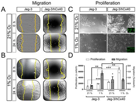 Cx40 Levels Regulate Hypoxia-Induced Changes in the Migration ...