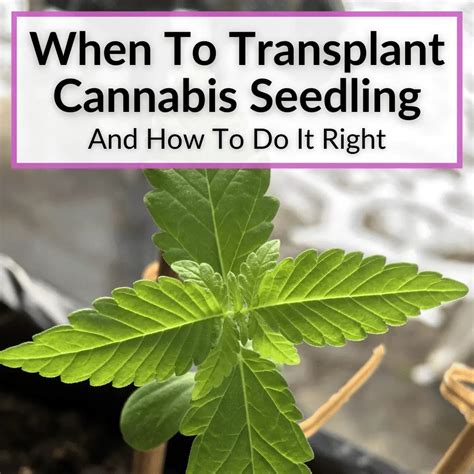When To Transplant Cannabis Seedling (And How To Do It Right)