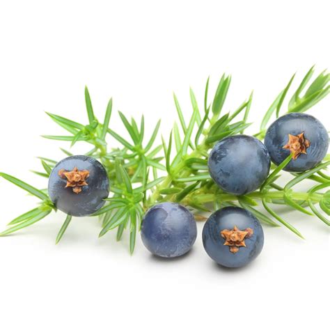 Shop Dried Juniper Berries | Natural Botanical Specialist | Mimea