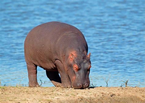 Hippo Behavior - AnimalBehaviorCorner