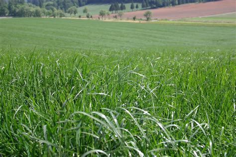 Perennial Ryegrass Characteristics