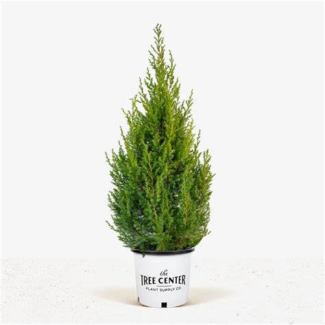 Star Power Juniper for Sale Online | The Tree Center