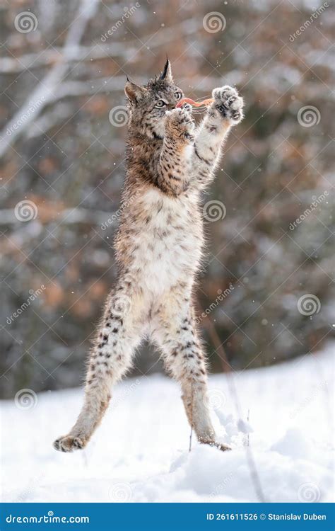 Prey Of Lynx
