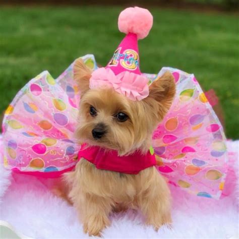 Buy Birthday Dog Dress Dog Tutu Dress Dog Harness Dress Dog Online in ...