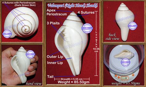 Valampuri Shankh - 85.50 gms – Rudra and Sons