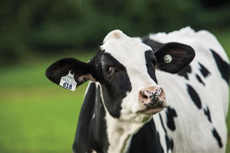 Got Milk? 13 Fascinating Dairy Facts | Farm Flavor