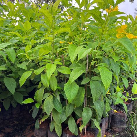 Bring Home the Beauty with Tecoma Donald Smithii Dwarf Plant — Mahindra ...