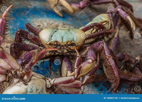 Ucides Cordatus, the Swamp Ghost Crab, is a Crab in the Genus Ucides. U. Cordatus Has Two ...