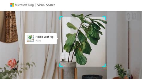 Bing Image Search 的图像结果