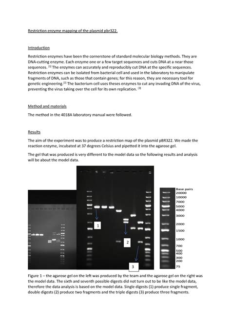 Image result for Restriction Enzyme Mapping