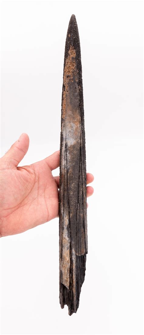 Fish Fossils