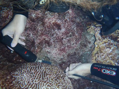 Giant Ocean Tank Divers Blog