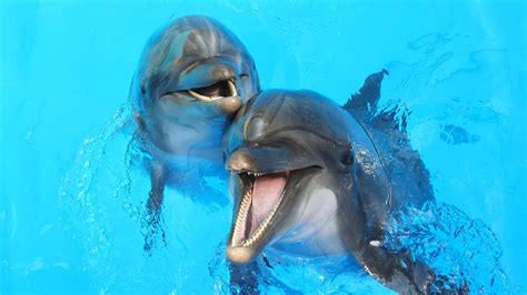 Dolphin Reproduction: How Do Dolphins Mate and Reproduce? - A-Z Animals