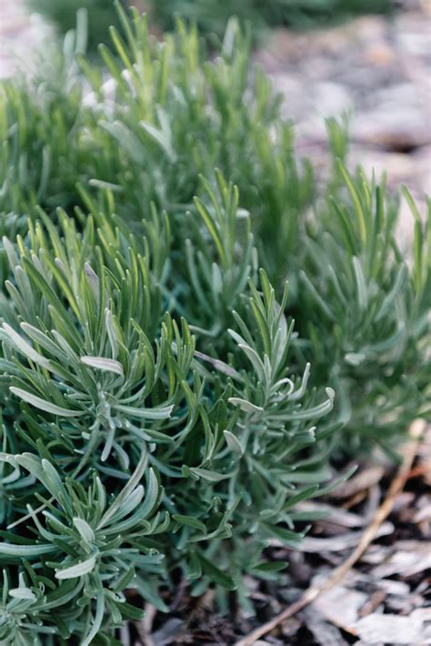 How To Grow Lavender From Cuttings - GROWING WITH GERTIE