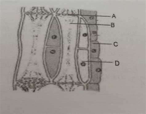 5. a) Name the tissue shown in the figure. b) How is this tissue useful ...