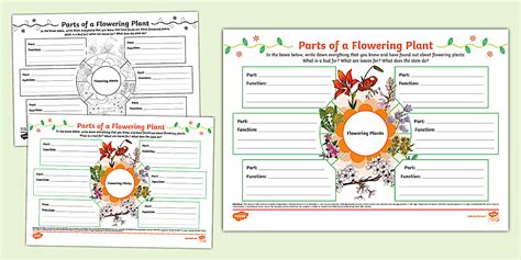 Functions of a Flowering Plant Mind Map (teacher made)