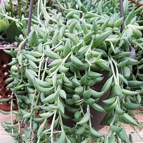 String Of Bananas