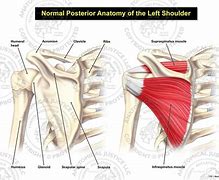 shoulder 的图像结果