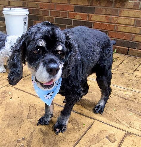 Sir Charles Barkley 21066 – Rocky Mountain Cocker Rescue