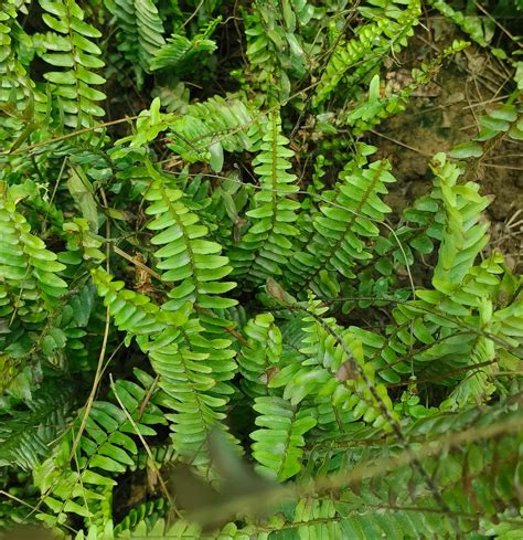 Plants Point - Boston Fern Air Purifier Live Plant with Pot : Amazon.in ...