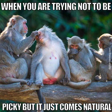20 Hilarious Monkey Memes To Instantly Brighten Your Day
