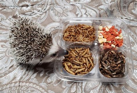 Buy Hedgehog Treat Variety Pack - Healthy Natural Treat Assortment ...